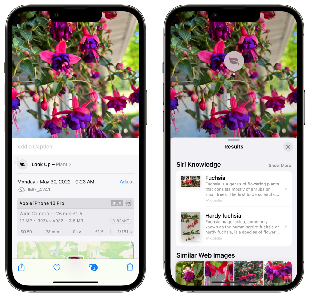 子洲苹果手机维修分享小技巧：使用 iPhone 相机识别花卉植物 